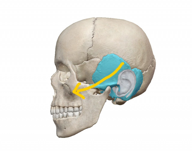 側頭骨が歪みます